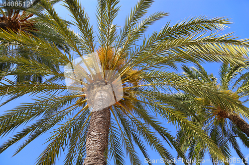 Image of Branches of beautiful palm trees