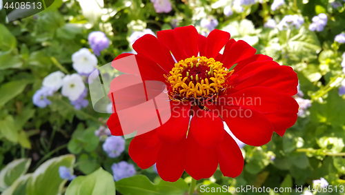 Image of Closeup of red Zinnia flower 