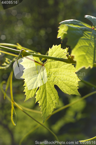 Image of Leaf of grape 