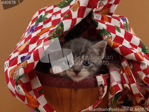 Image of Sleepy Kitty