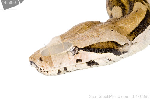 Image of Head of a Boa