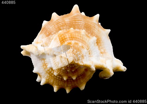 Image of Conch