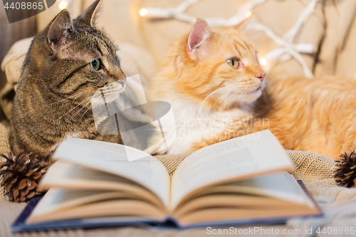 Image of two cats lying on sofa with book at home