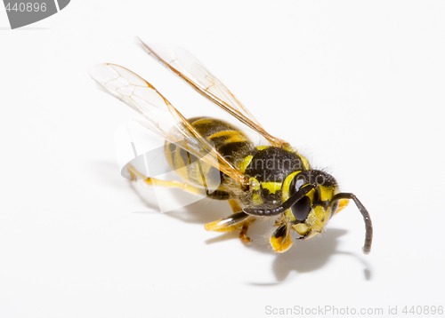 Image of Wasp