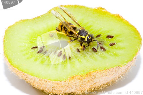 Image of Wasp on a Kiwifruit