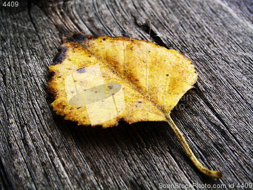 Image of Leaf