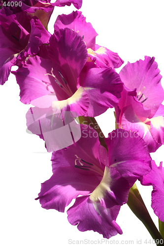 Image of Gladioli