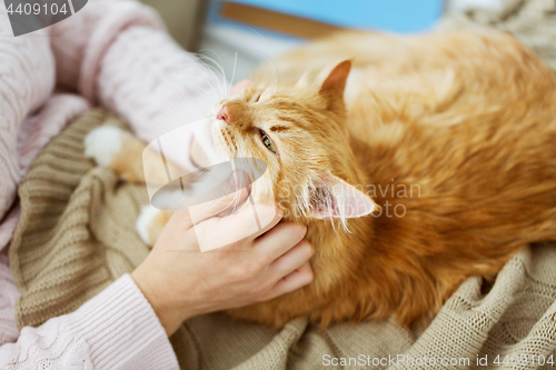 Image of close up of owner with red cat in bed at home