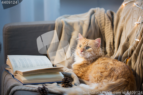 Image of red cat lying on sofa with book and cones at home