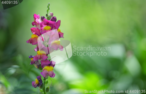 Image of Antirrhinum cirrhigerum flower 