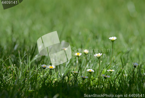 Image of Daisy flowers in spring 