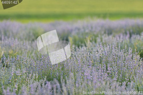 Image of Lavender Flowers Field