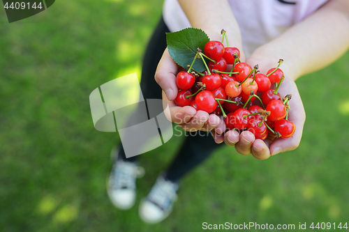 Image of Handful of cherries in garden