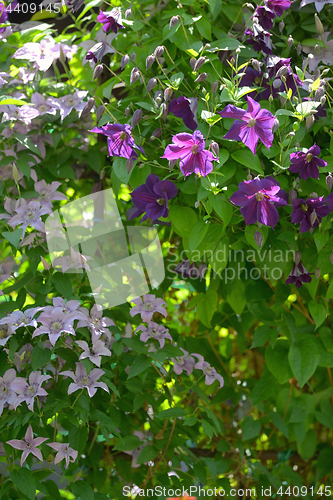 Image of Clematis flowers on fence 