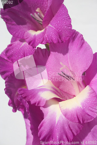 Image of Gladioli