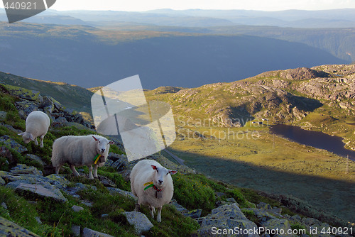 Image of Three Sheeps in Norwegian mountain