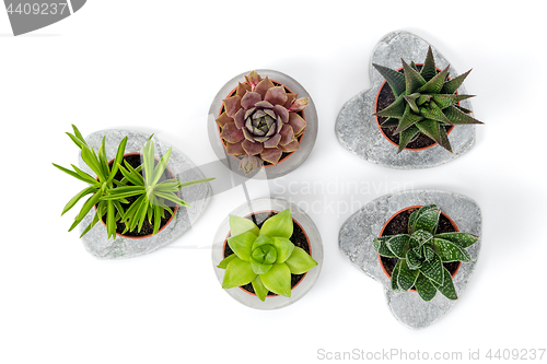 Image of Variety of succulents in concrete planters