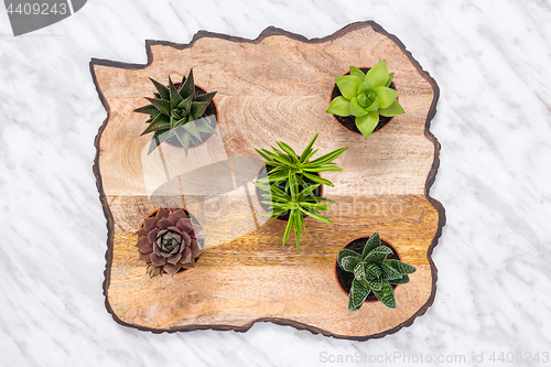 Image of Little succulent plants on beautiful wooden surface