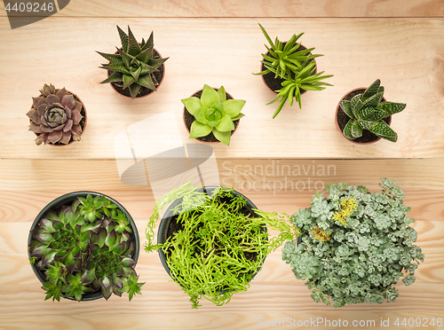 Image of Potted succulent plants on wooden background