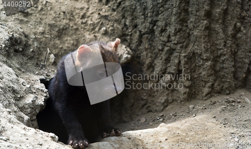 Image of Portrait of bush dog puppy