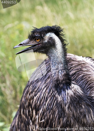 Image of Portrait od emu