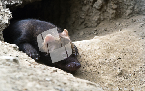 Image of Portrait of bush dog puppy