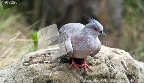 Image of Portrait of crested pigeon 