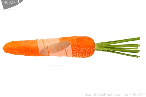 Image of One Carrot on White Background