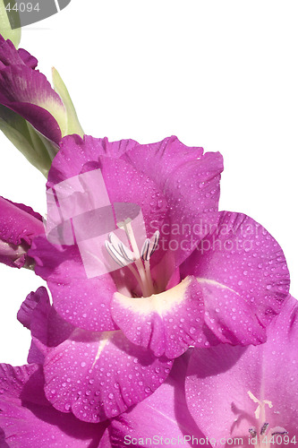 Image of Gladioli