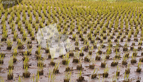 Image of Rice culture field