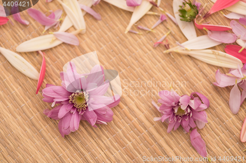 Image of close up colorful flowers