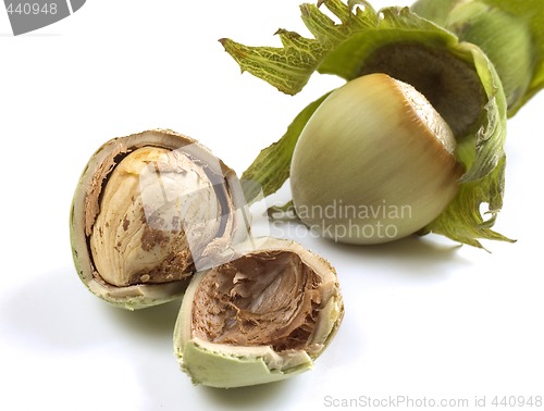 Image of hazelnut close-up