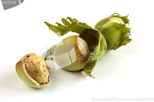 Image of fresh hazelnut