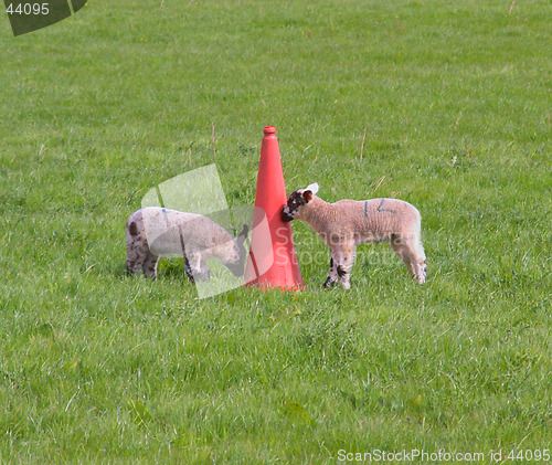 Image of Lambs