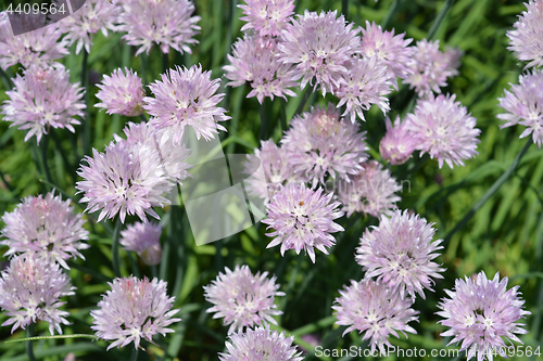 Image of Chives flower