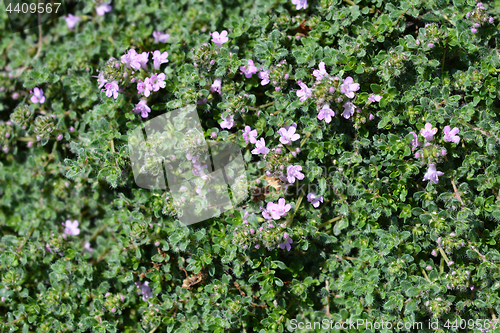 Image of Wild thyme