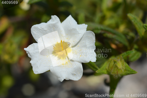 Image of Montpellier cistus