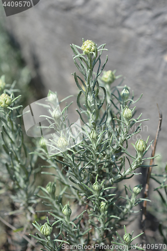 Image of Italian strawflower