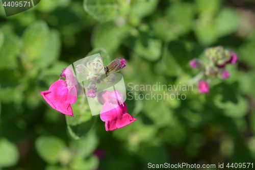 Image of Baby sage Pink Blush