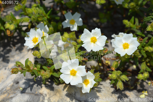 Image of Montpellier cistus