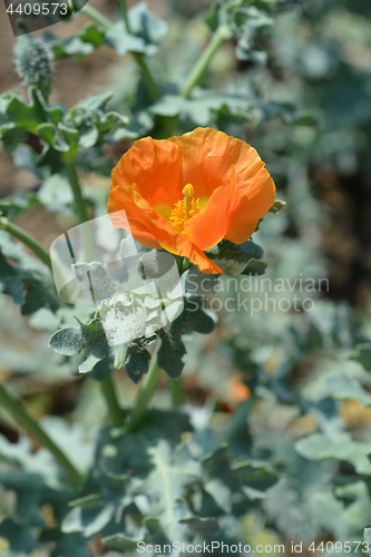 Image of Horned poppy