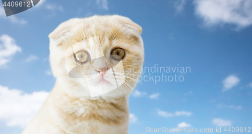 Image of close up of scottish fold kitten