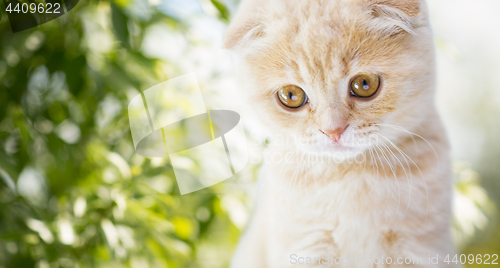 Image of close up of kitten over natural background