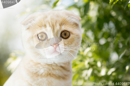 Image of close up of kitten over natural background