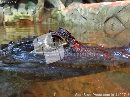 Image of Caiman crocodilus hiding underwater