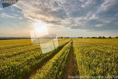 Image of Agricultural field in summer sunlight