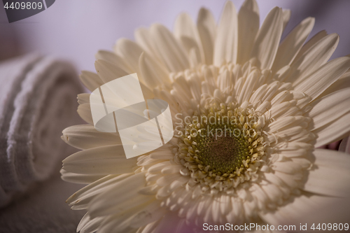 Image of close up colorful flowers