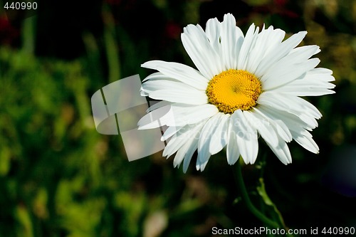 Image of single camomile