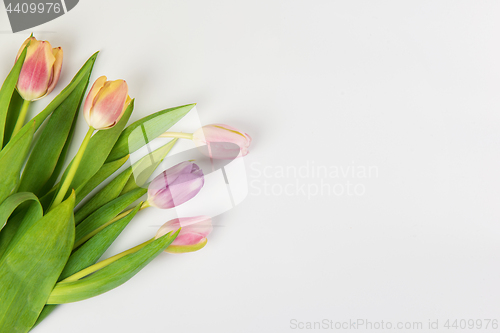 Image of Tulips on white background