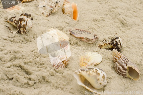 Image of shells on sand